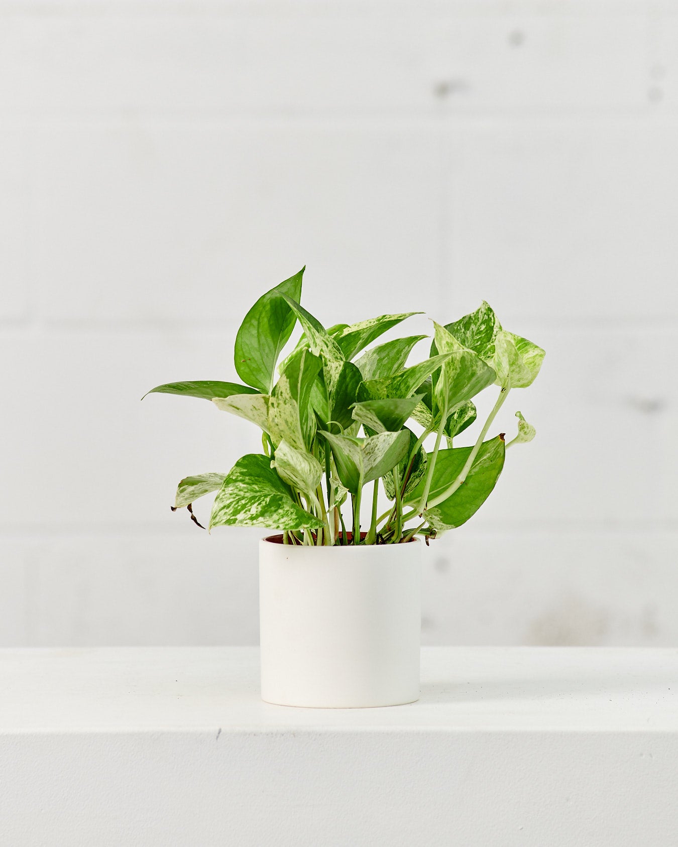 Marble Queen Pothos: Epipremnum aureum - 4 inch pot