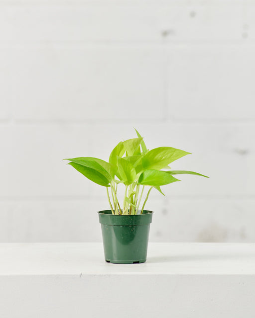 POTHOS NEON 4" Grower Pot
