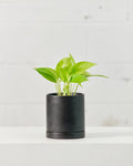 Neon Pothos: Epipremnum aureum - 4 inch pot