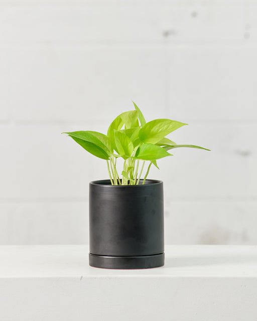 POTHOS NEON 4" Grower Pot