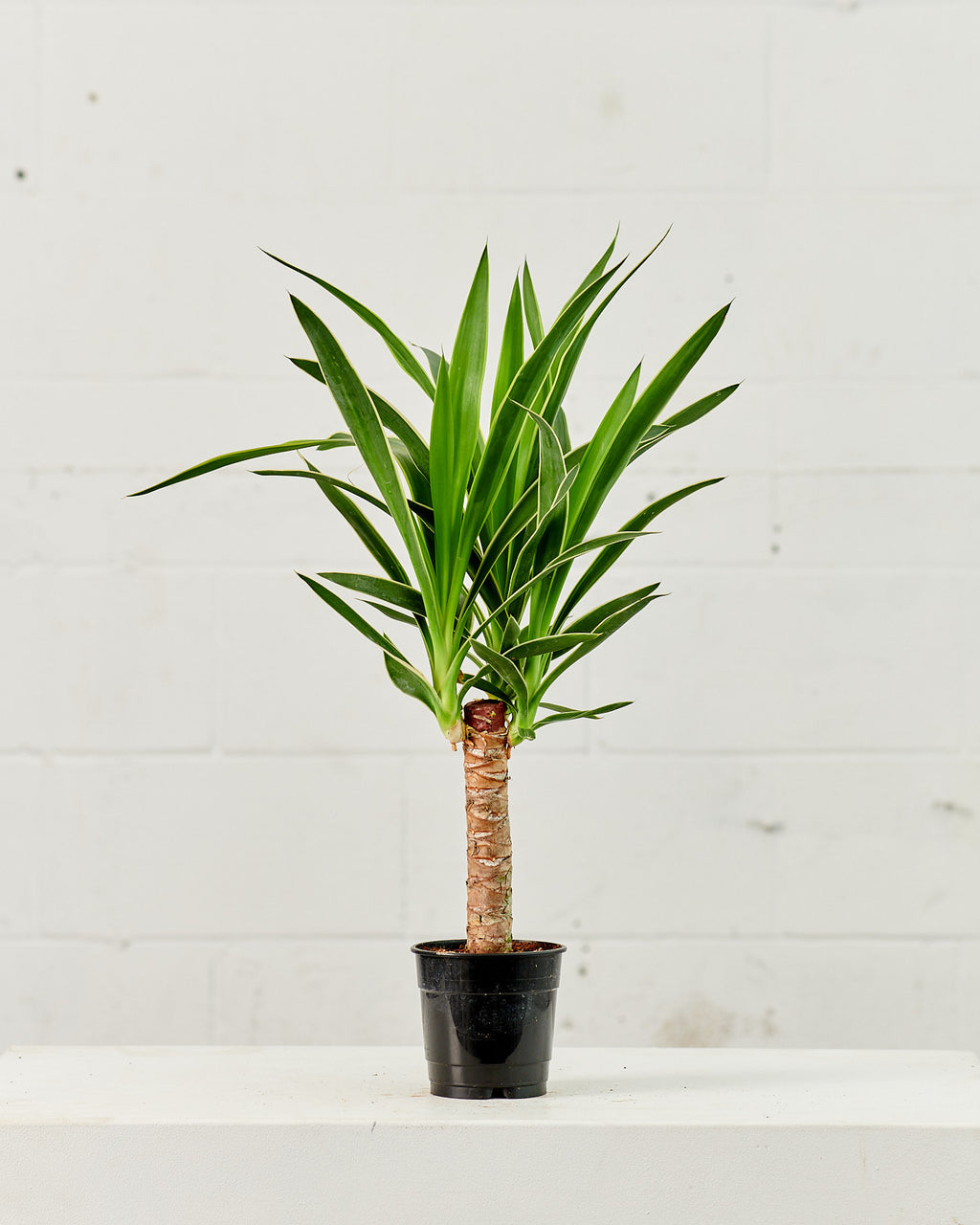 yucca cane pot YUCCA VARIEGATED CANE 6" Grower Pot – Dynasty Plants