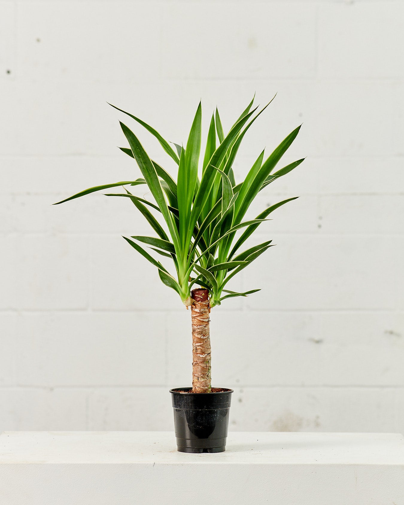 yucca cane indoor plant YUCCA VARIEGATED CANE 6" Grower Pot – Dynasty Plants