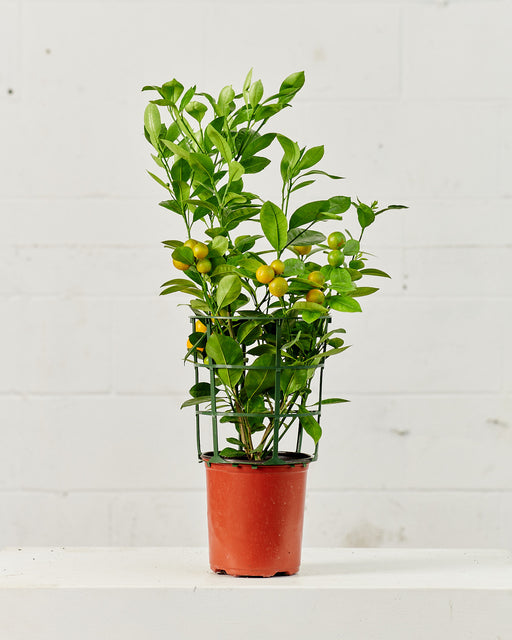 DWARF CALAMONDIN ORANGE 8" Grower Pot