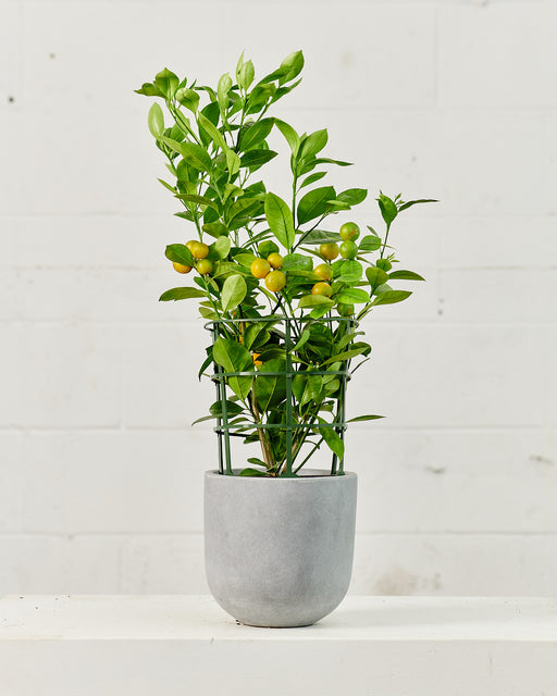 DWARF CALAMONDIN ORANGE 8" Grower Pot