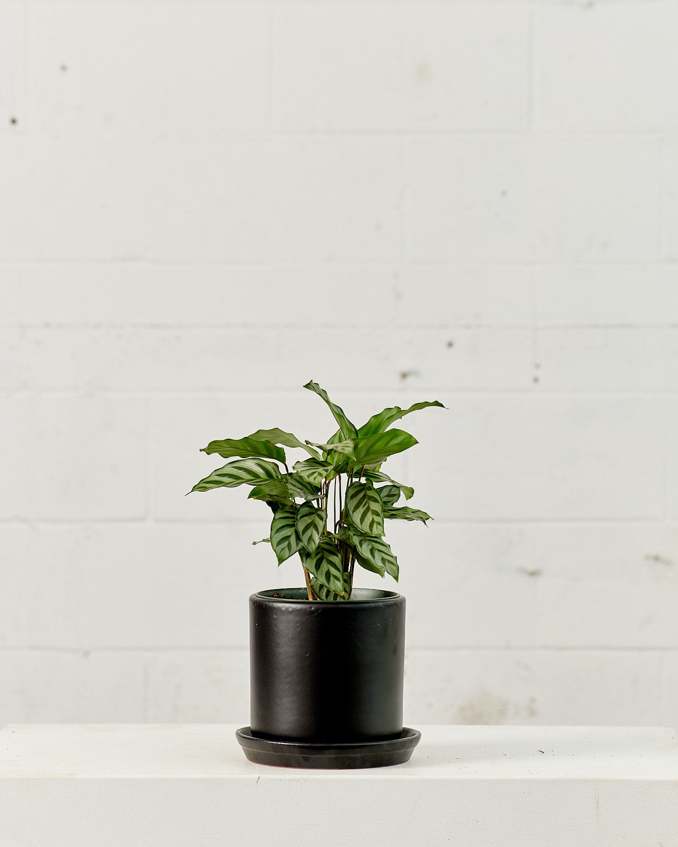 CALATHEA 'CONCINNA' 6" Grower Pot