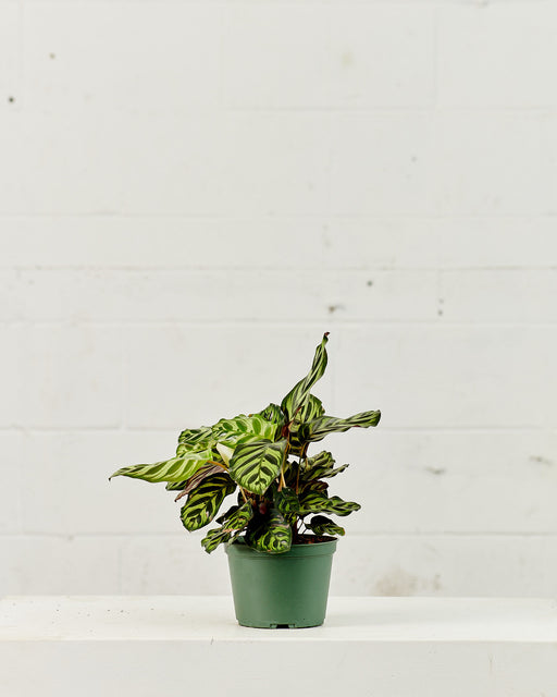 Peacock Calathea: Goeppertia makoyana - 6 inch pot