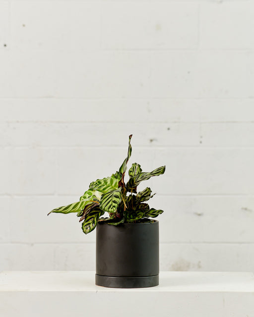 Peacock Calathea: Goeppertia makoyana - 6 inch pot