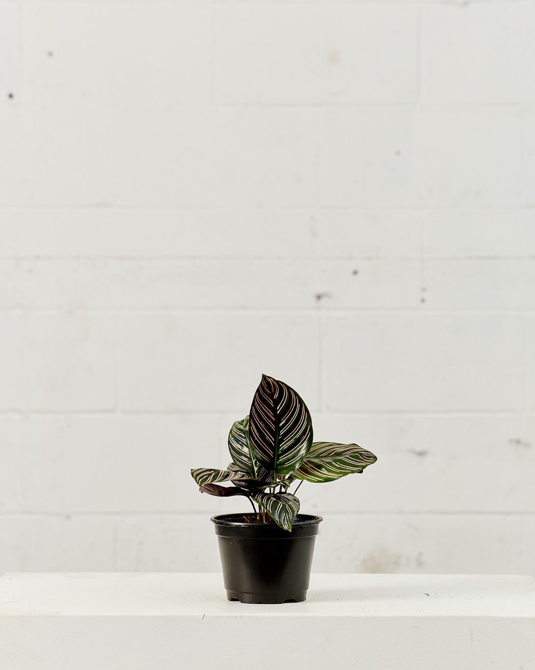Pinstripe Calathea: Goeppertia ornata - 6 inch pot
