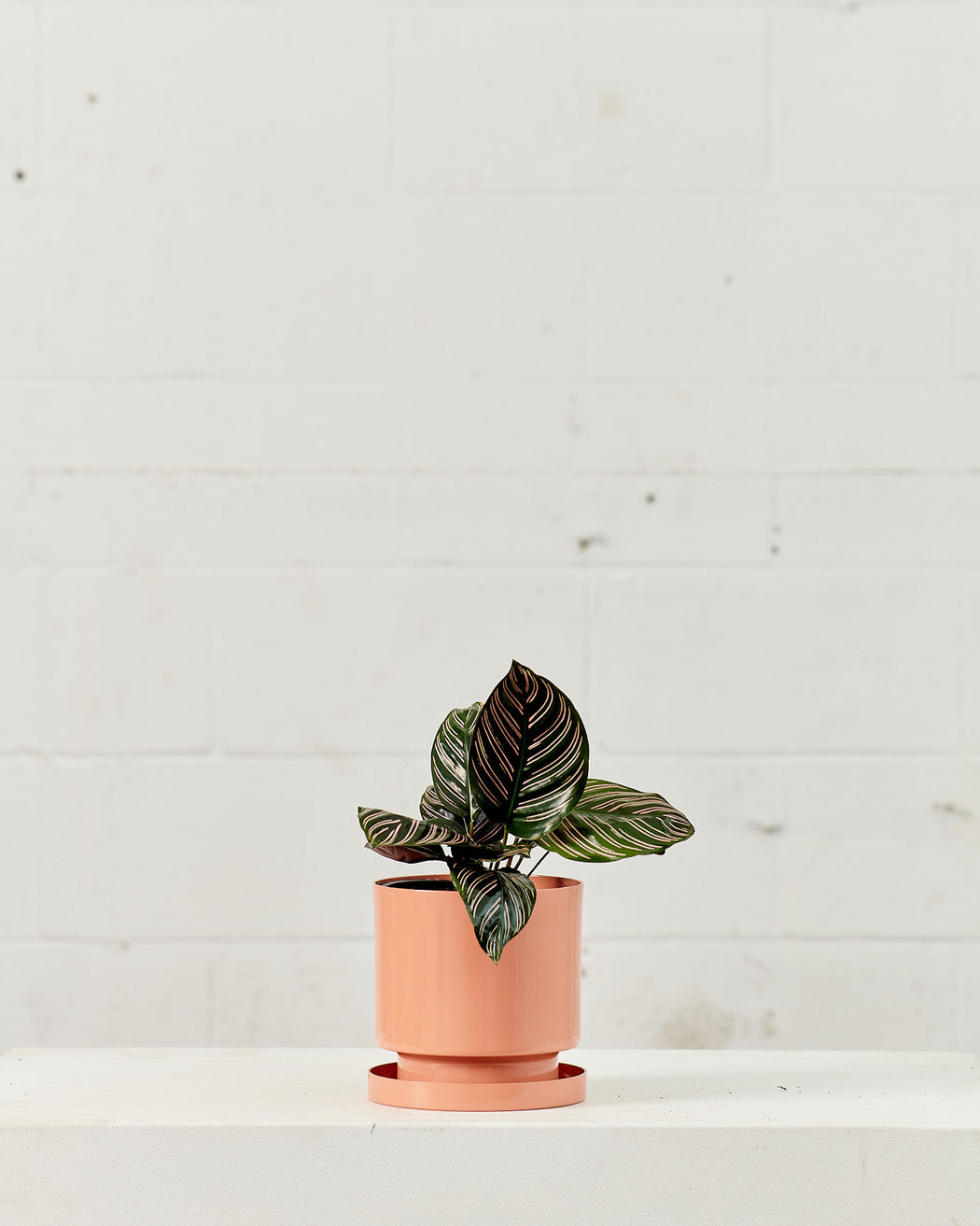 Pinstripe Calathea: Goeppertia ornata - 6 inch pot