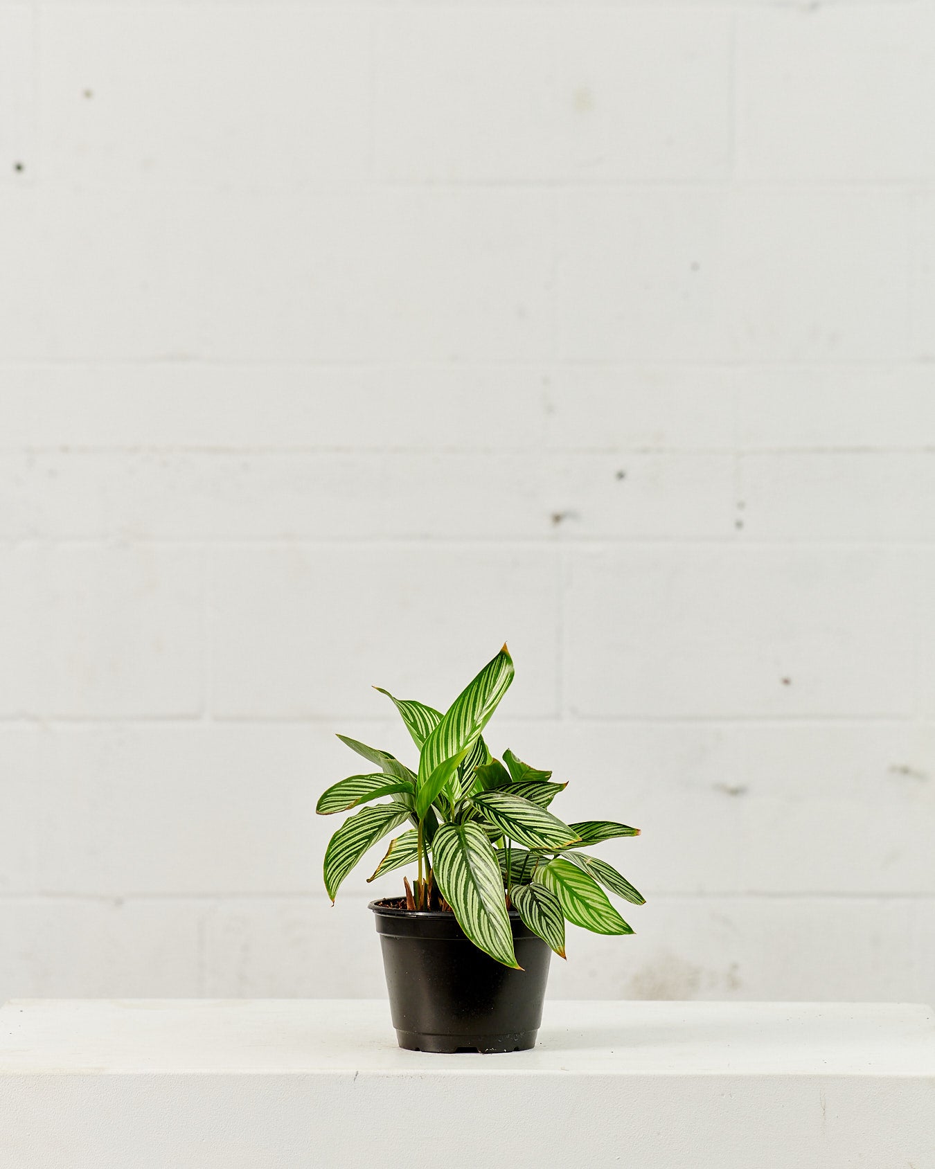 CALATHEA VITTATA 6" Grower Pot