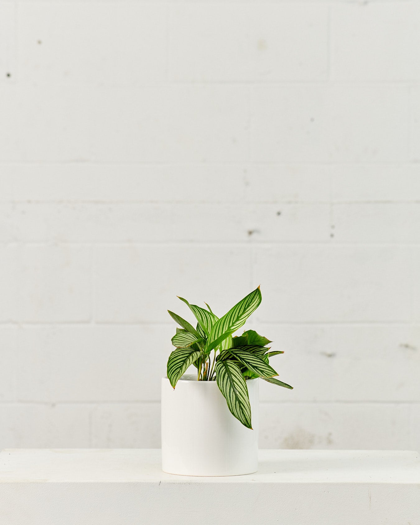 CALATHEA VITTATA 6" Grower Pot