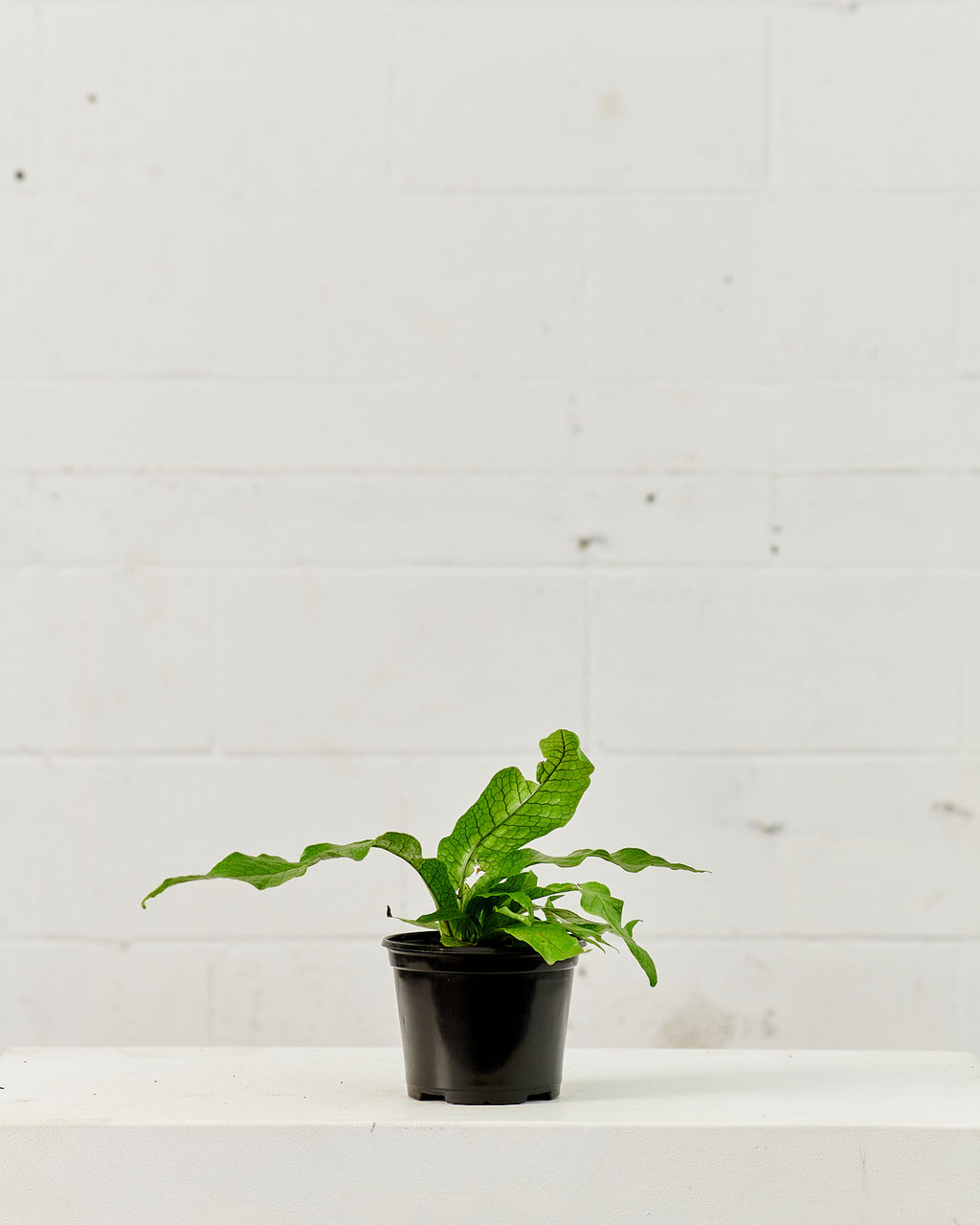 Crocodile Fern: Microsorum musifolium - 6 inch pot