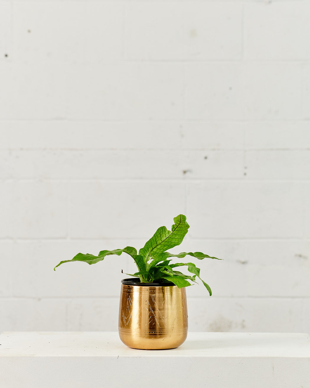 Crocodile Fern: Microsorum musifolium - 6 inch pot