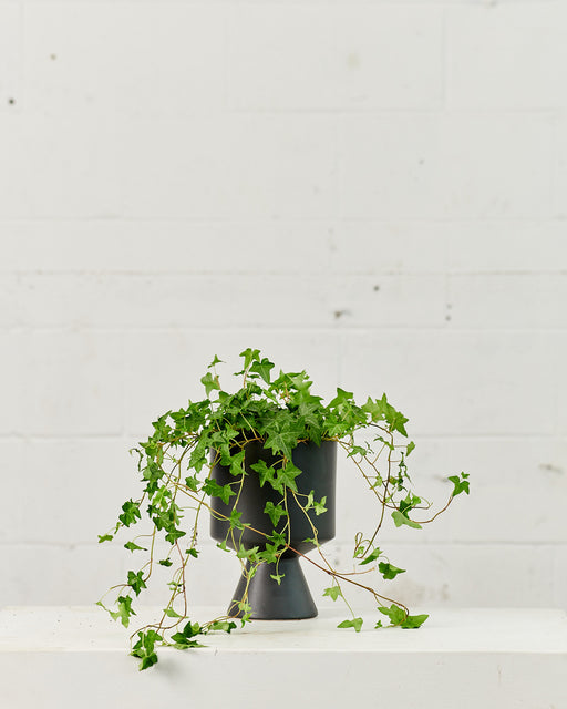 DE VIL PLANTER (MATTE BLACK) Small 6.5 Inch