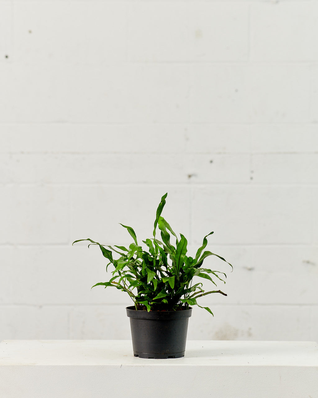 Kangaroo Paw Fern: Microsorum diversifolium - 6 inch pot