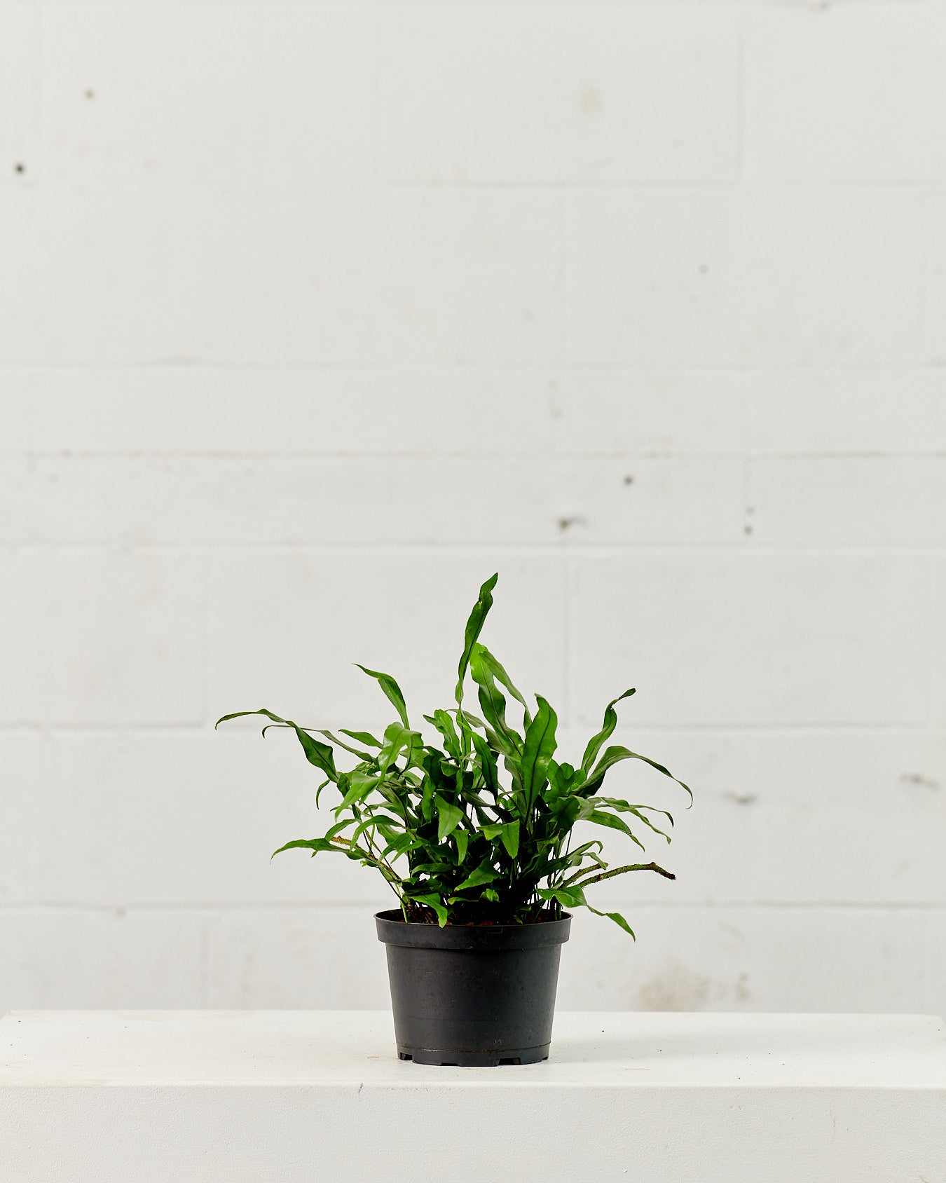 Kangaroo Paw Fern: Microsorum diversifolium - 6 inch pot