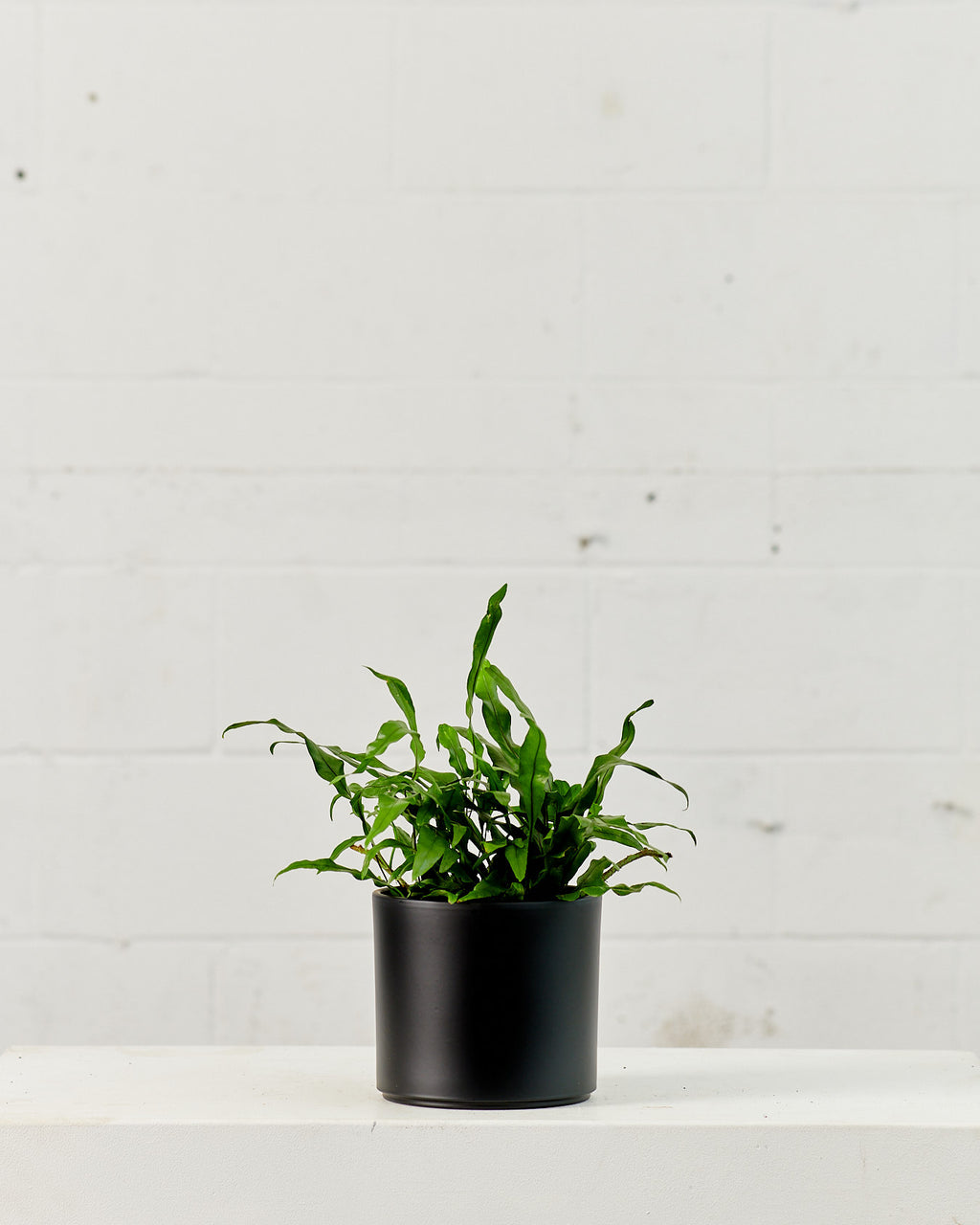 Kangaroo Paw Fern: Microsorum diversifolium - 6 inch pot