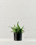 Kangaroo Paw Fern: Microsorum diversifolium - 6 inch pot