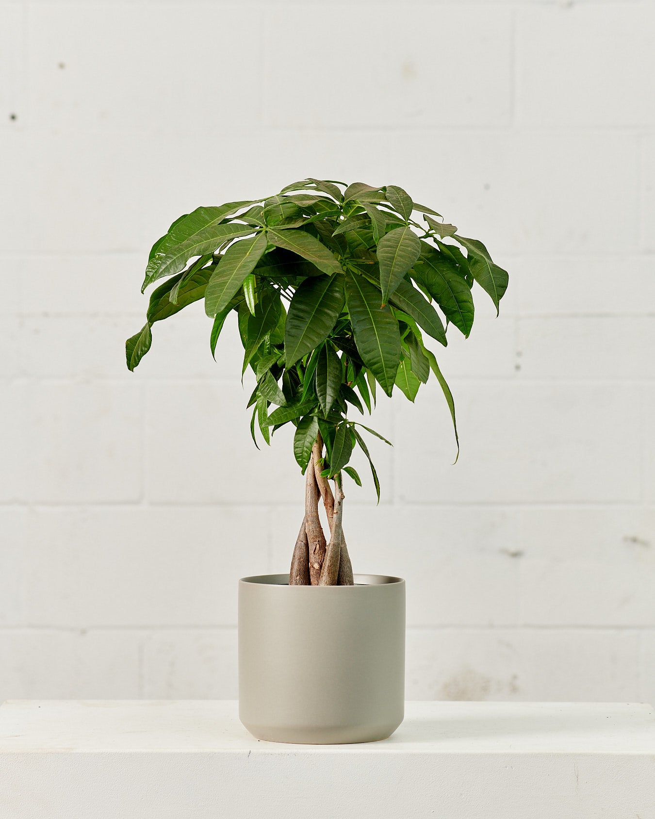 Kendall Ceramic Planter | 6 inch Nursery Pot