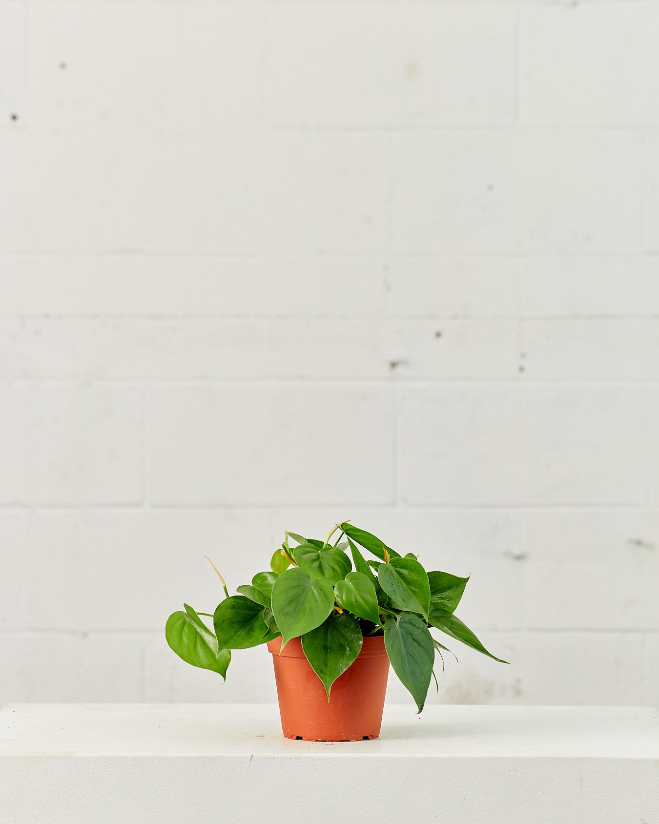 Heart Leaf: Philodendron cordatum - 6 inch pot