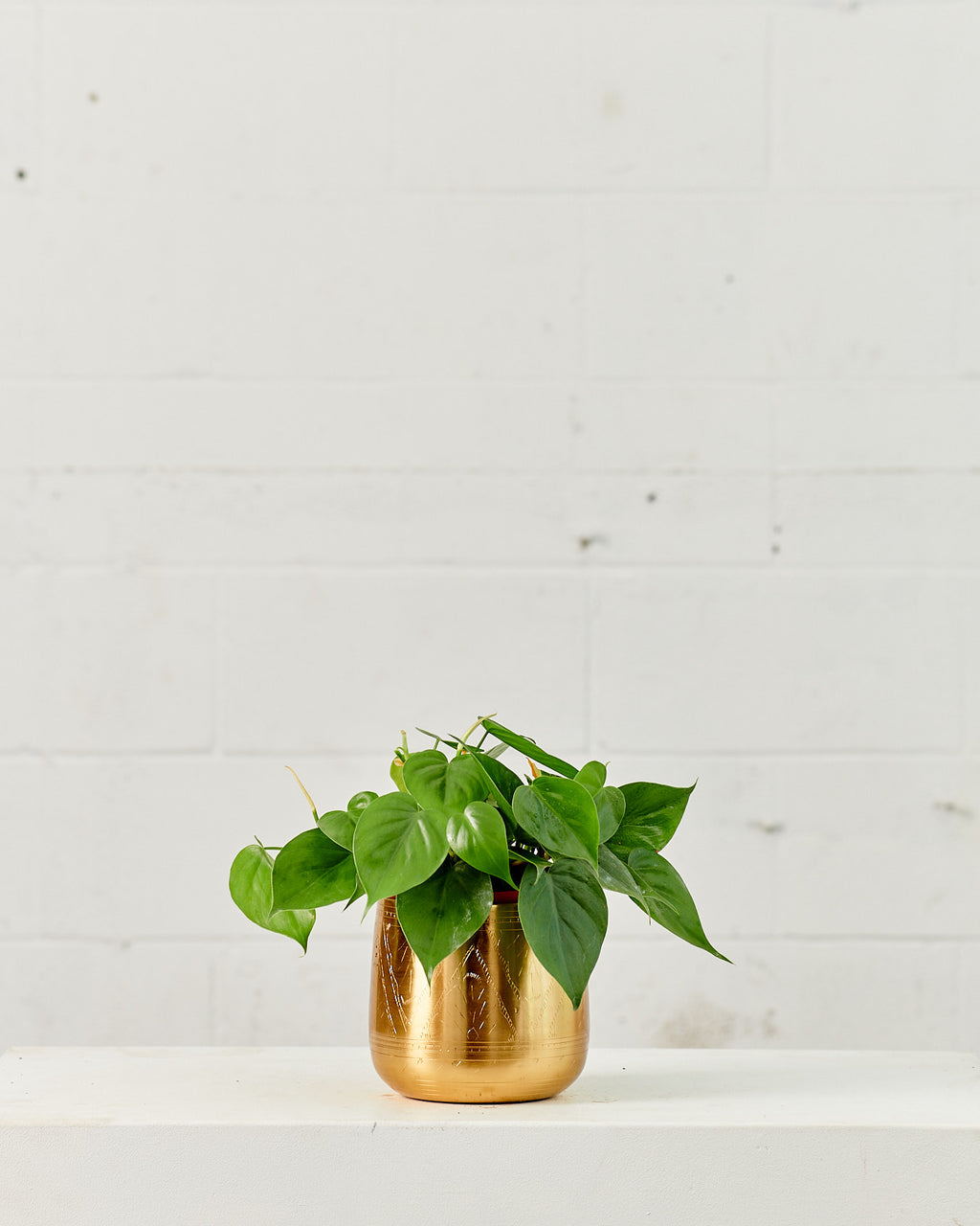 Heart Leaf: Philodendron cordatum - 6 inch pot
