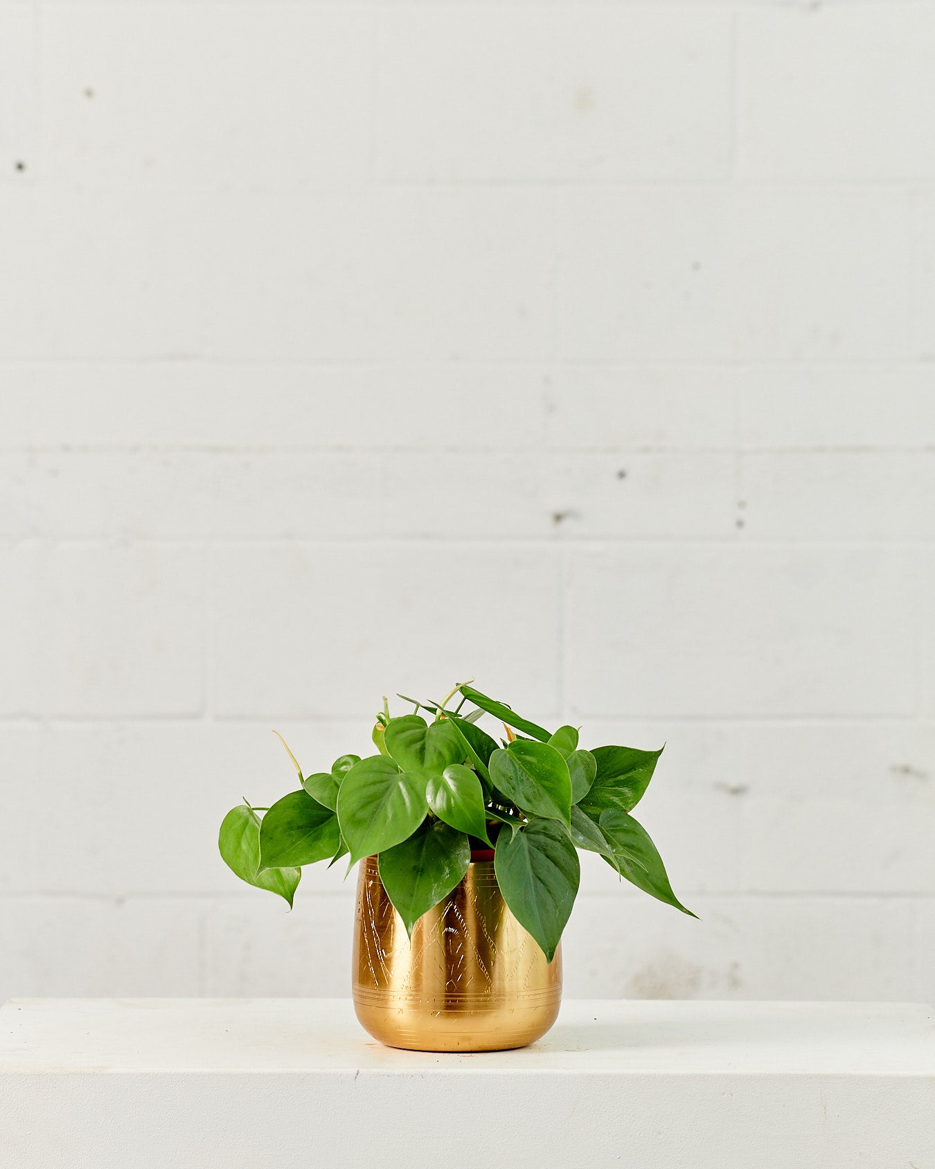 Heart Leaf: Philodendron cordatum - 6 inch pot