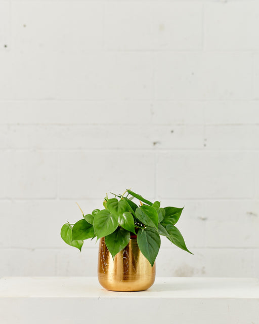PHILODENDRON CORDATUM 6" Grower Pot