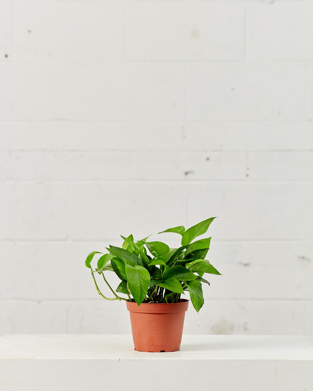 Jade Pothos: Epipremnum aureum - 6 inch pot