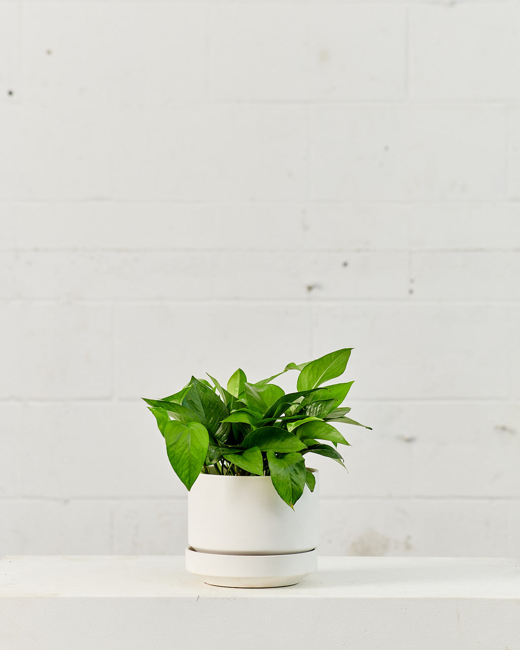 Jade Pothos: Epipremnum aureum - 6 inch pot