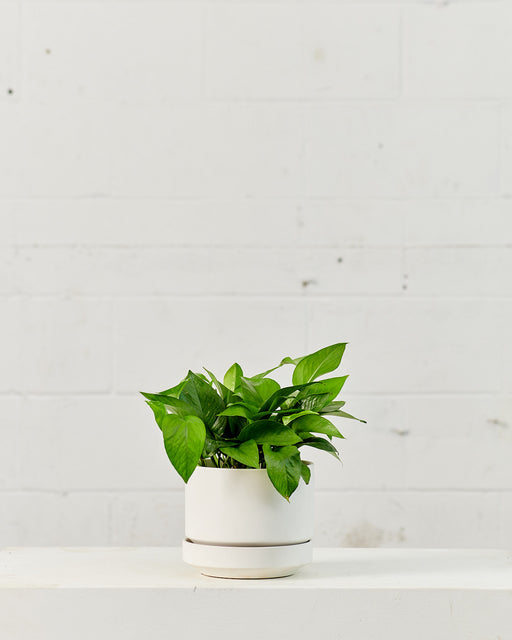 POTHOS JADE 6" Grower Pot
