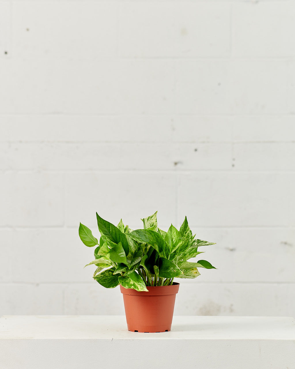 Marble Queen Pothos: Epipremnum aureum - 6 inch pot