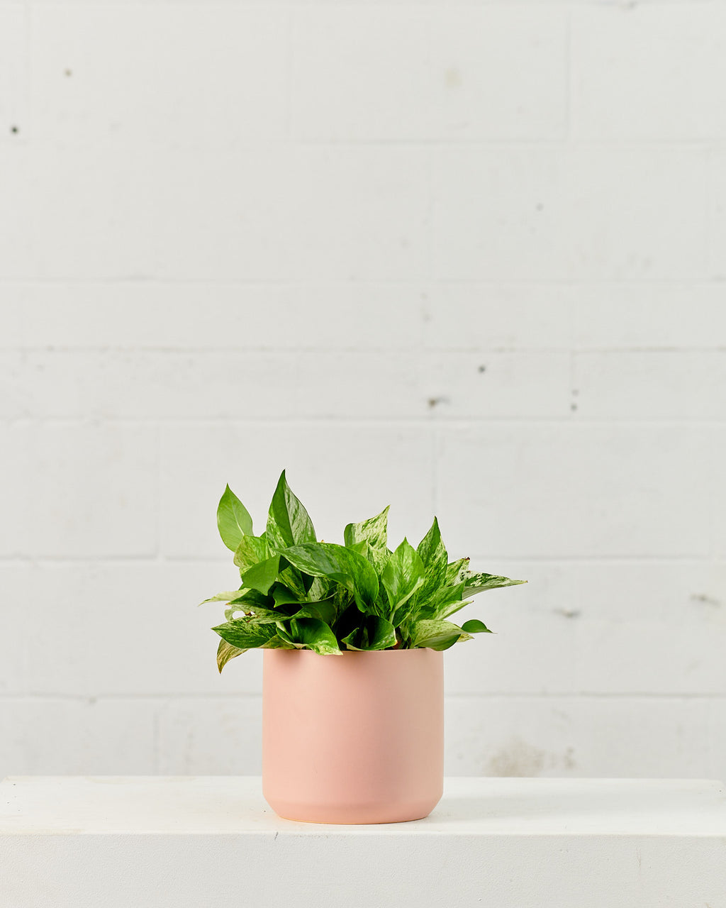 Marble Queen Pothos: Epipremnum aureum - 6 inch pot