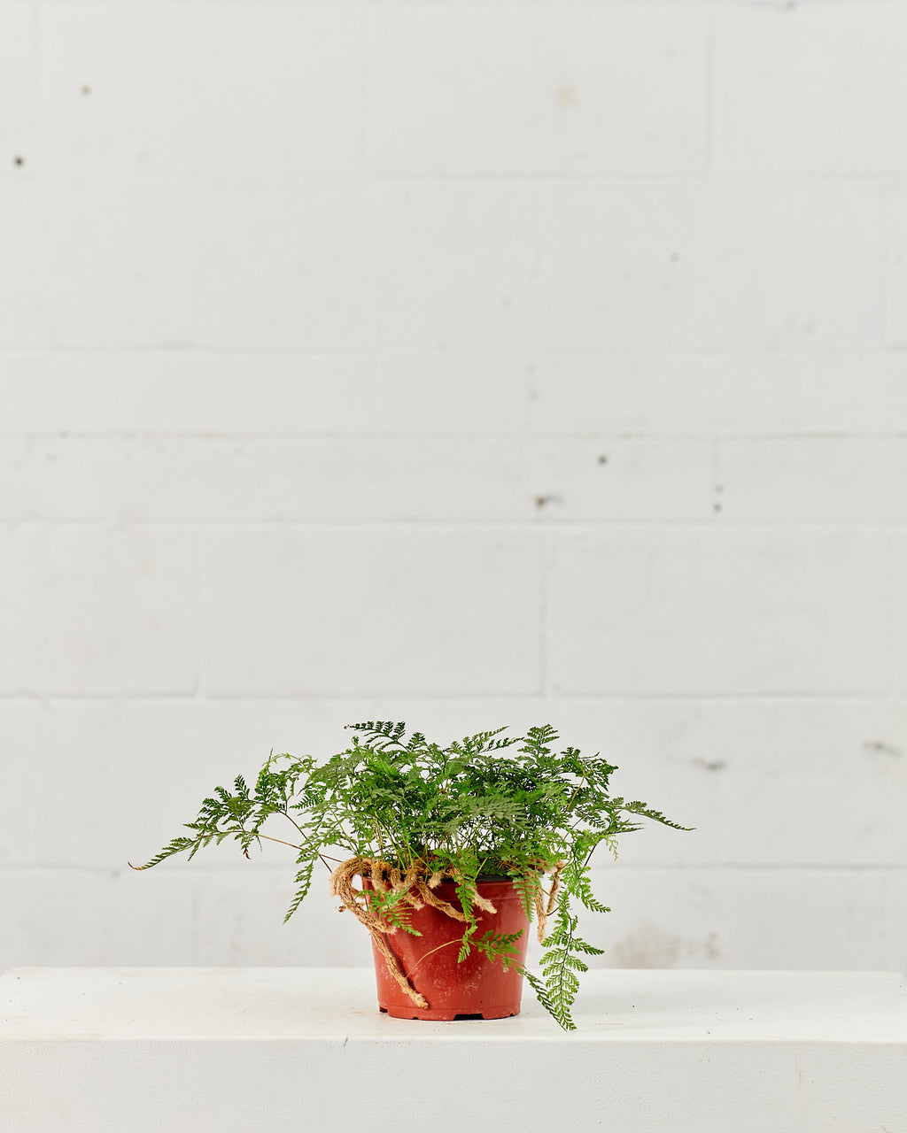 Rabbit's Foot Fern: Davallia fejeensis - 6 inch pot