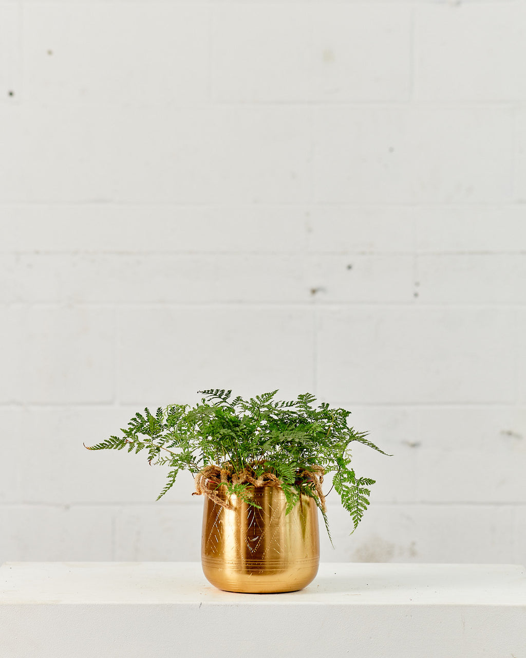 Rabbit's Foot Fern: Davallia fejeensis - 6 inch pot