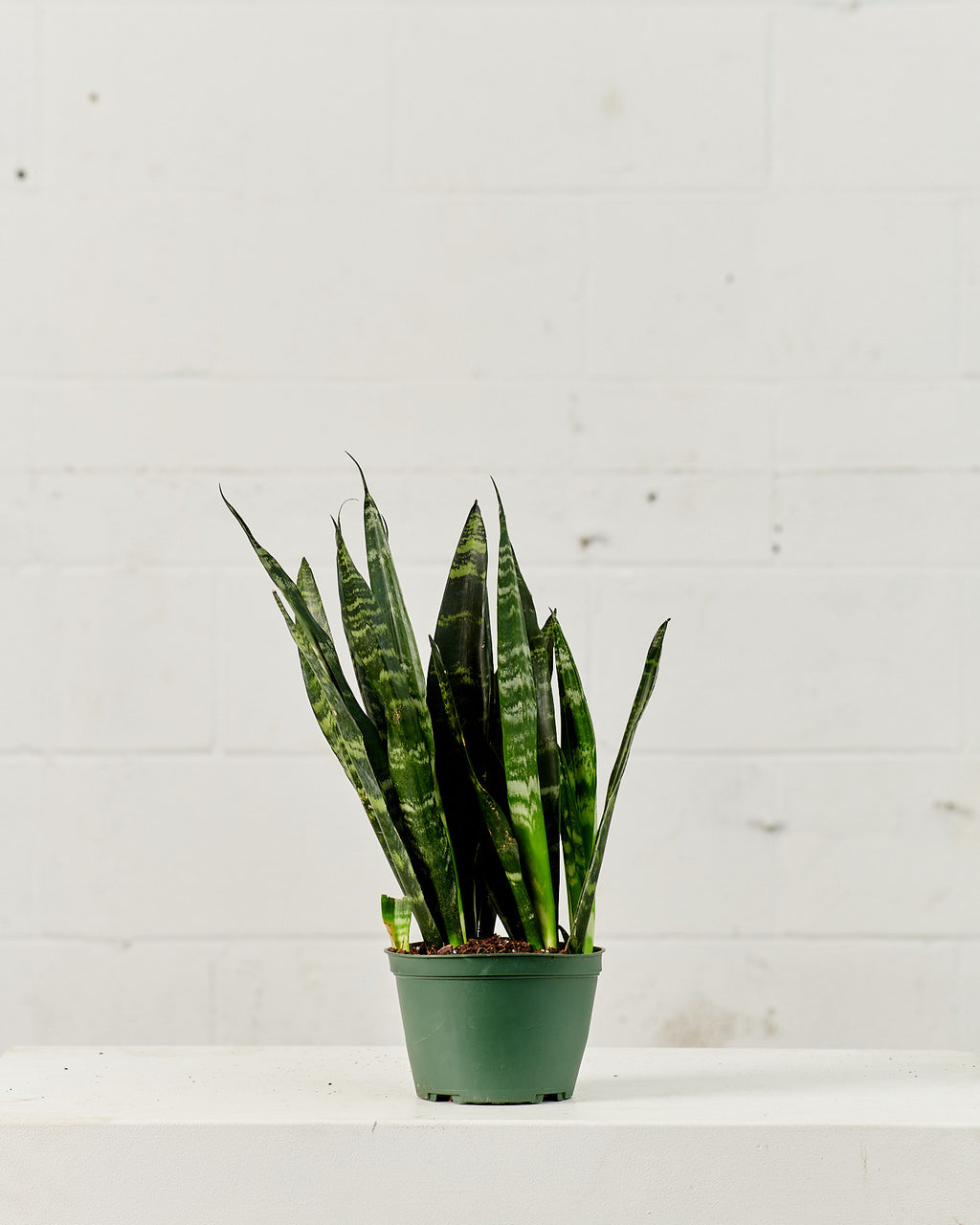 Black Coral Snake Plant: Sansevieria trifasciata - 6 inch pot