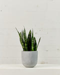Black Coral Snake Plant: Sansevieria trifasciata - 6 inch pot