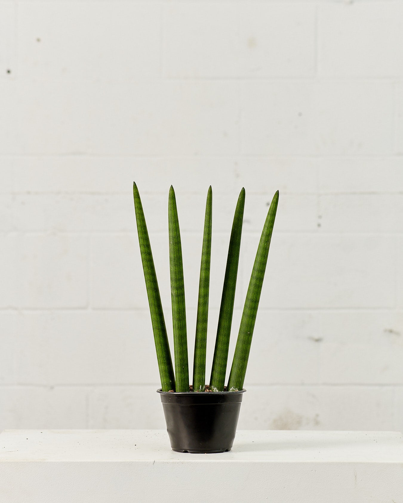 FAN SNAKE PLANT (SANSEVIERIA 'CYLINDRICA' FAN) 6" Grower Pot