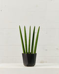 FAN SNAKE PLANT (SANSEVIERIA 'CYLINDRICA' FAN) 6" Grower Pot