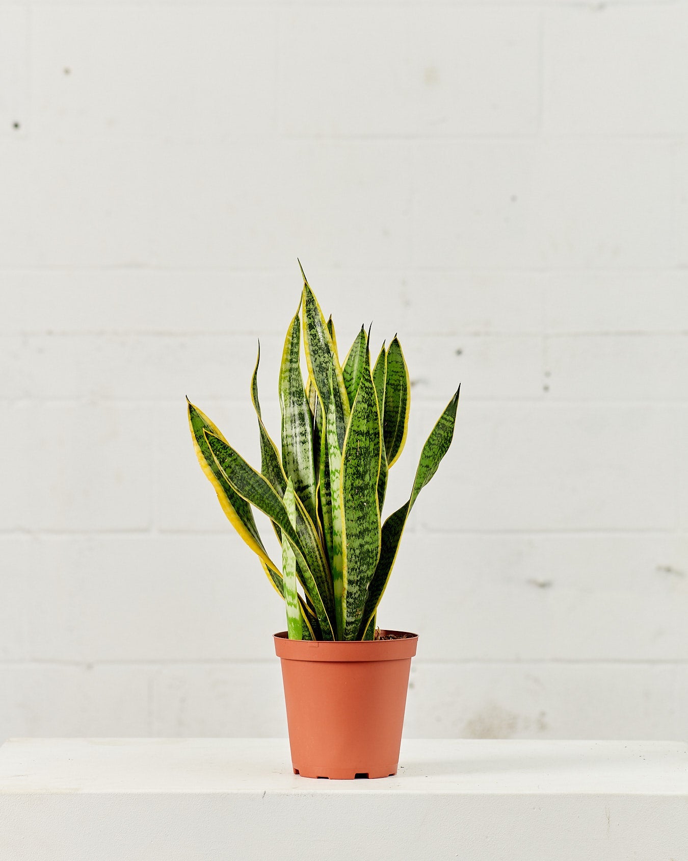 sansevieria laurentii yellow Yellow Snake Plant: Sansevieria trifasciata 'Laurentii'