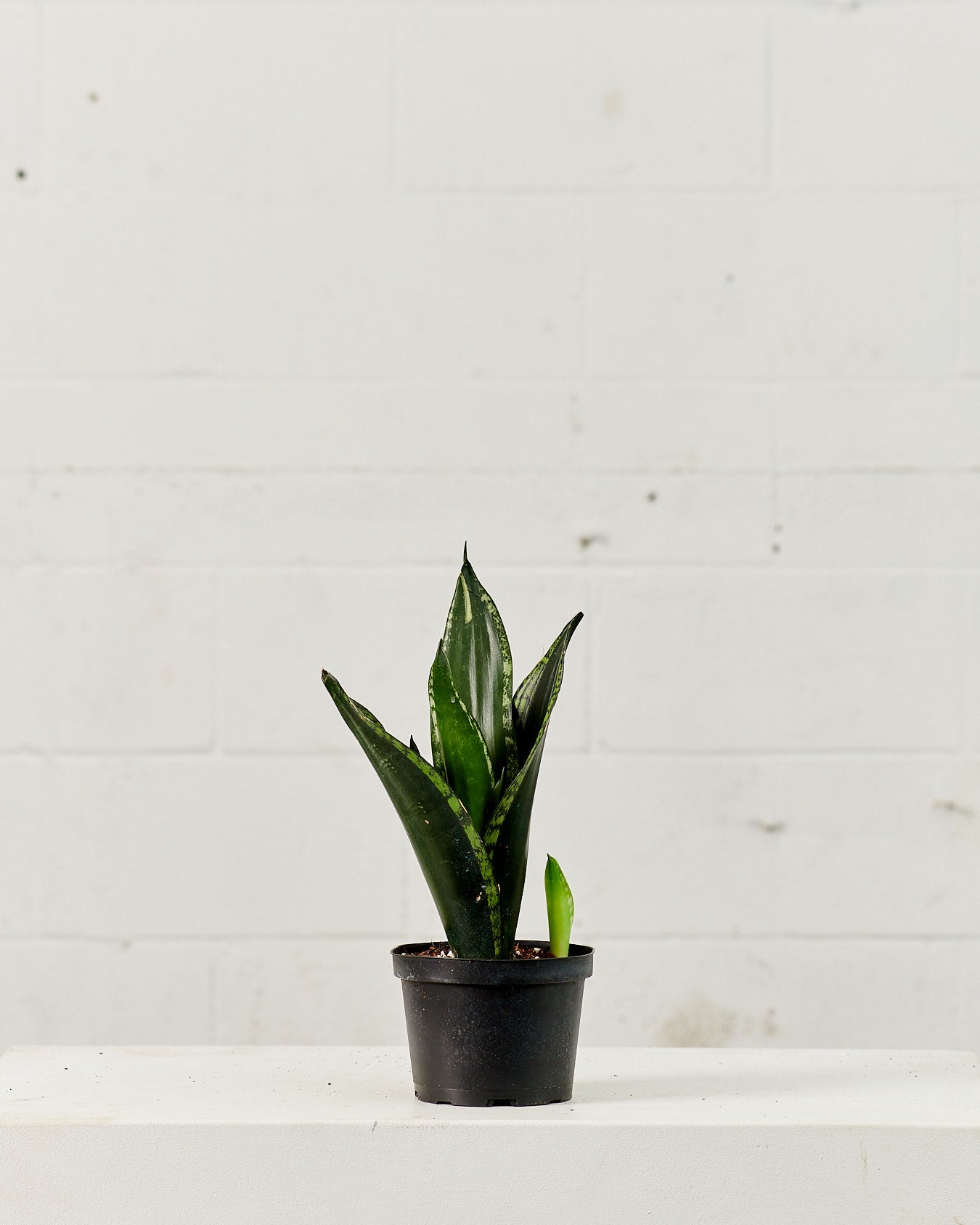 SANSEVIERIA SILVER FLAME 6" Grower Pot
