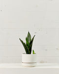 SANSEVIERIA SILVER FLAME 6" Grower Pot