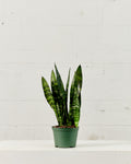 Green Snake Plant: Sansevieria trifasciata 'Zeylanica' - 6 inch pot