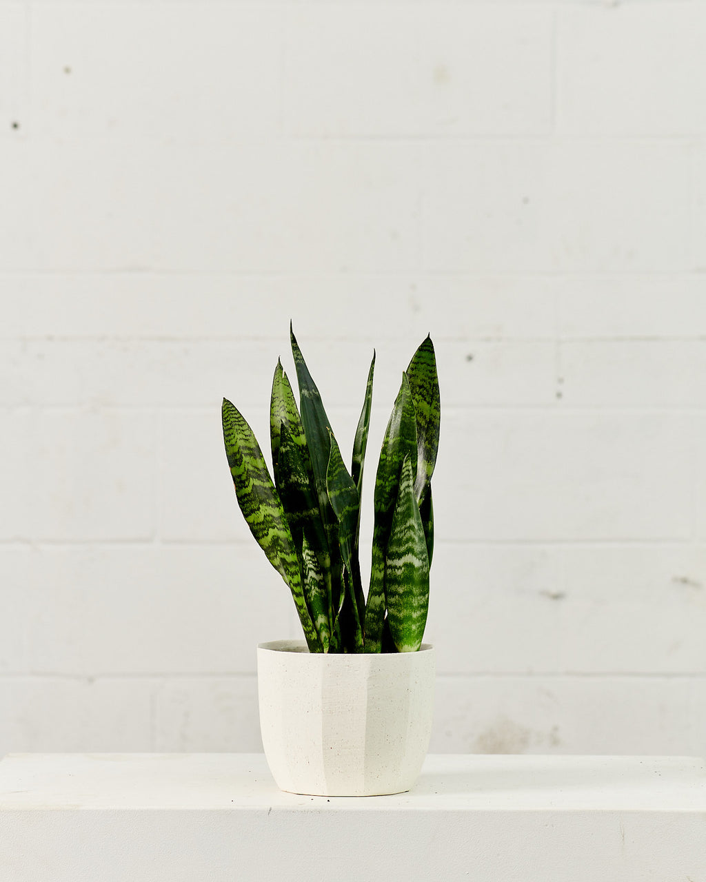 Green Snake Plant: Sansevieria trifasciata 'Zeylanica' - 6 inch pot