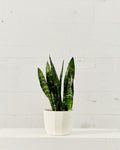 Bona Textured Planter | 6 inch Nursery Pot