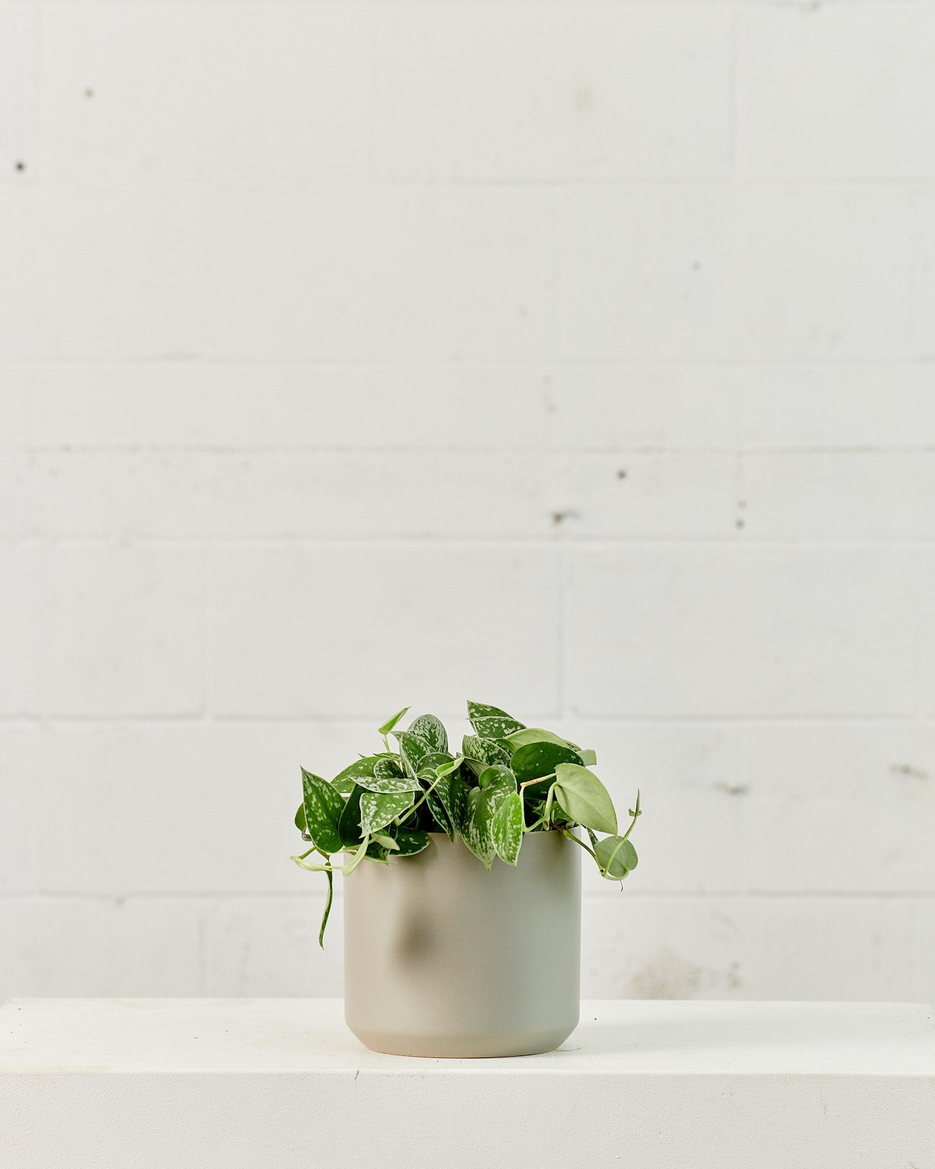 SCINDAPSUS PICTUS 'ARGYAEUS' 6" Grower Pot