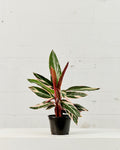 Triostar: Stromanthe sanguinea - 6 inch pot