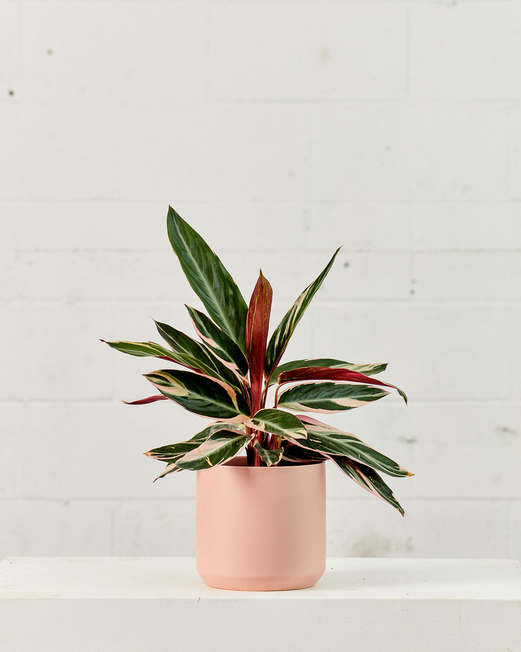 Triostar: Stromanthe sanguinea - 6 inch pot