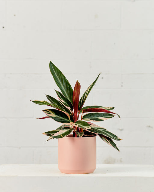 Triostar: Stromanthe sanguinea - 6 inch pot