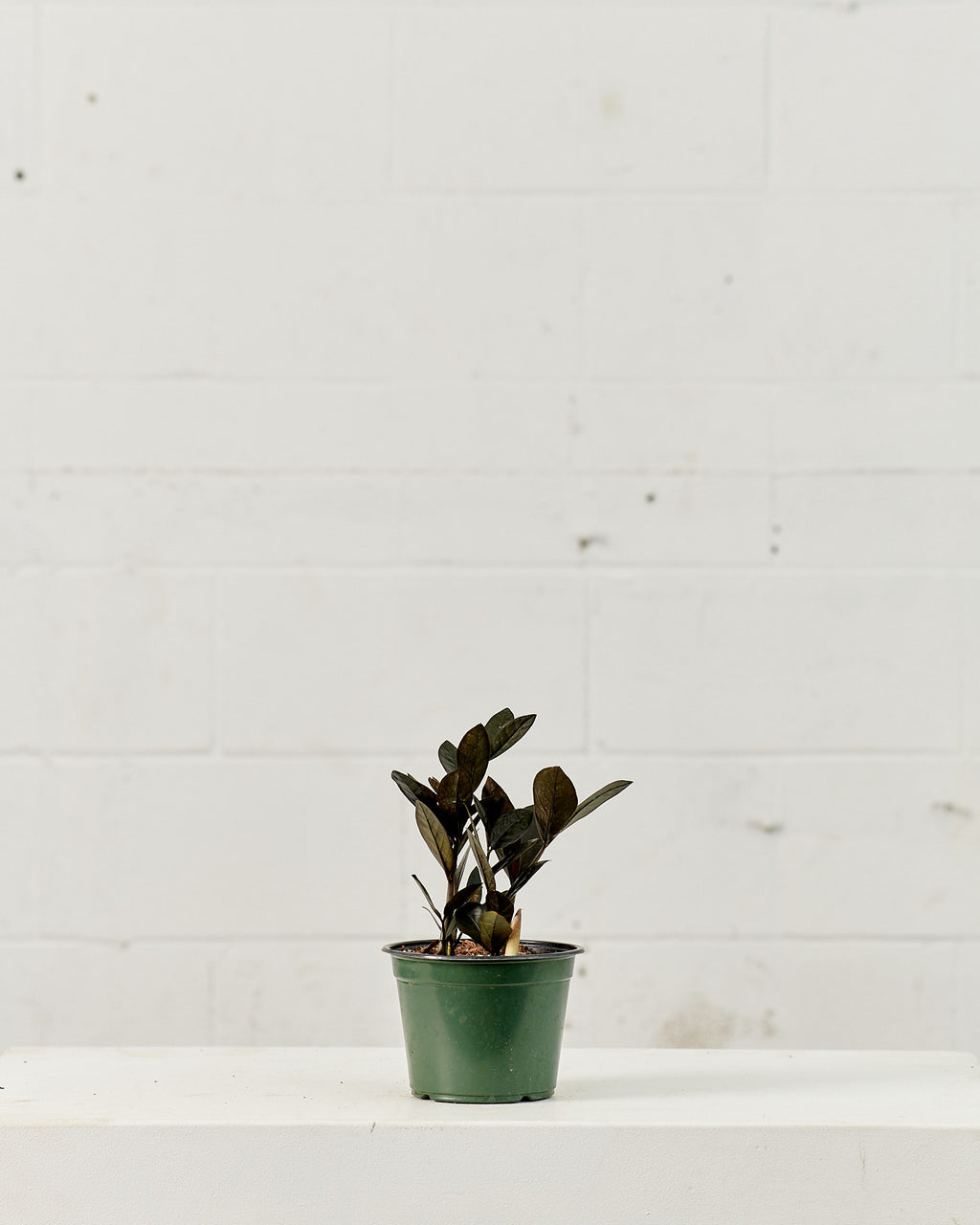 Black ZZ Plant: Zamioculcas zamiifolia 'Raven' - 6 inch pot