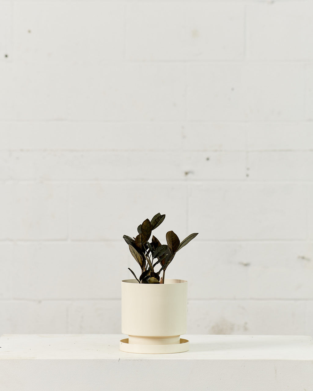 Black ZZ Plant: Zamioculcas zamiifolia 'Raven' - 6 inch pot